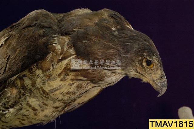 鳳頭蒼鷹藏品圖，第11張