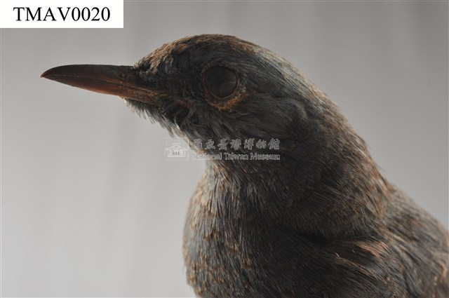 藍磯鶇藏品圖，第11張