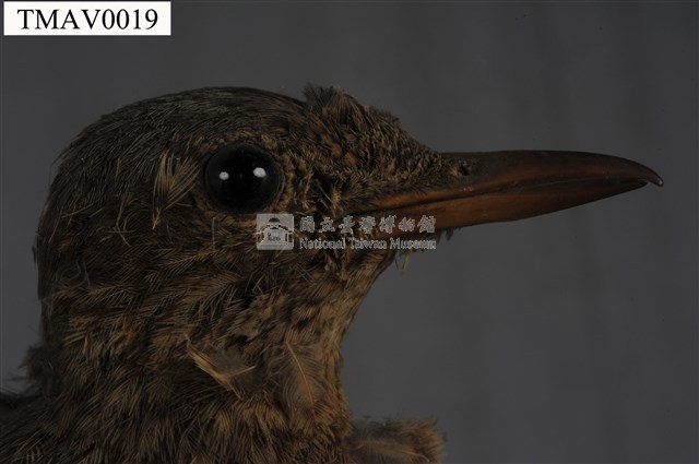 藍磯鶇藏品圖，第6張
