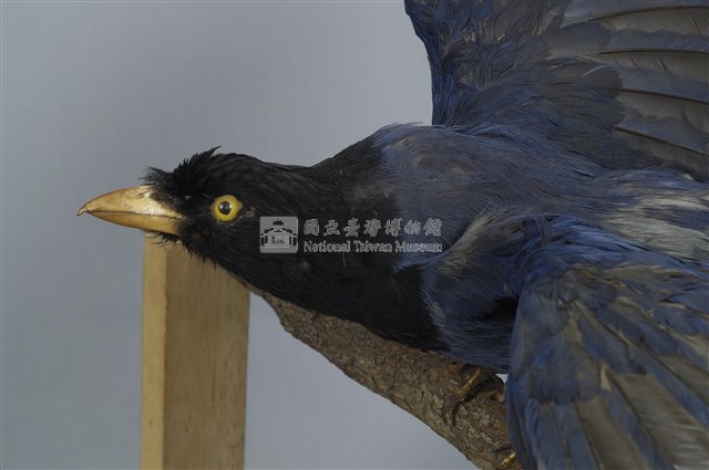 臺灣藍鵲藏品圖，第15張
