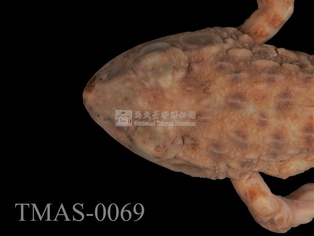Japanese wrinkled frog Collection Image, Figure 11, Total 13 Figures