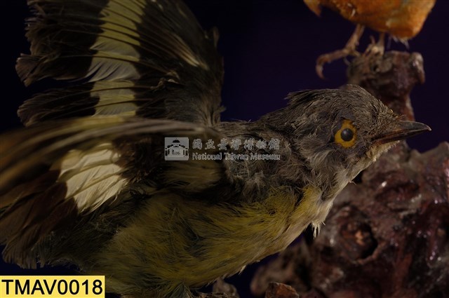 灰喉山椒鳥藏品圖，第11張