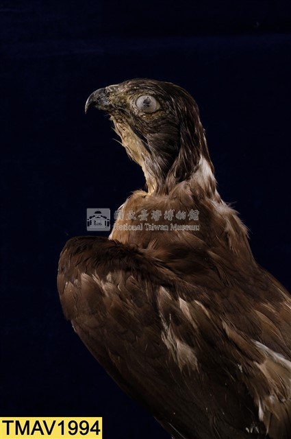 鳳頭蒼鷹藏品圖，第13張