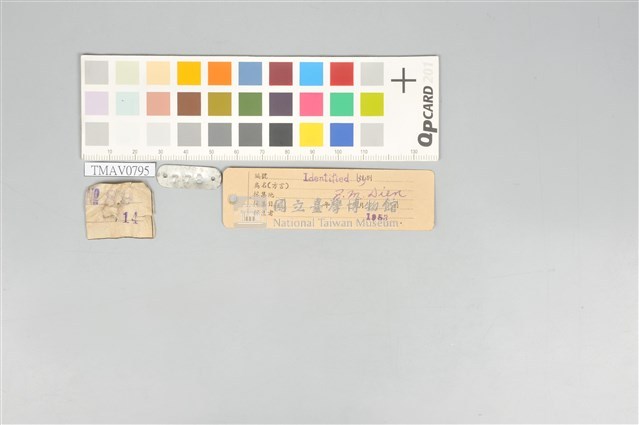 五色鳥藏品圖，第20張
