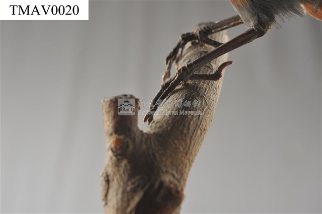 藍磯鶇藏品圖，第16張