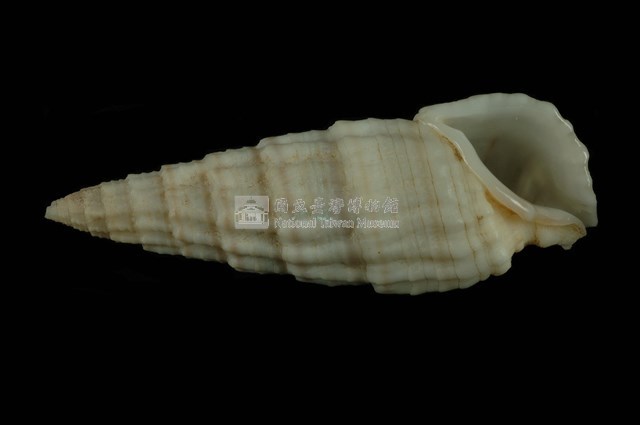 秀美蟹守螺藏品圖，第4張