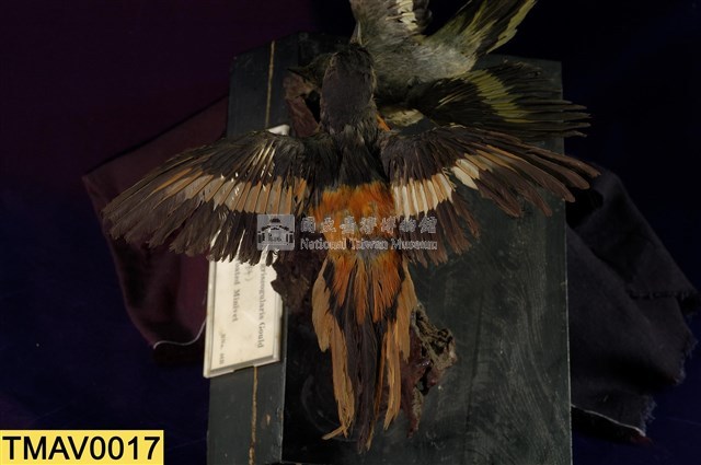 Gray-chinned Minivet Collection Image, Figure 9, Total 11 Figures