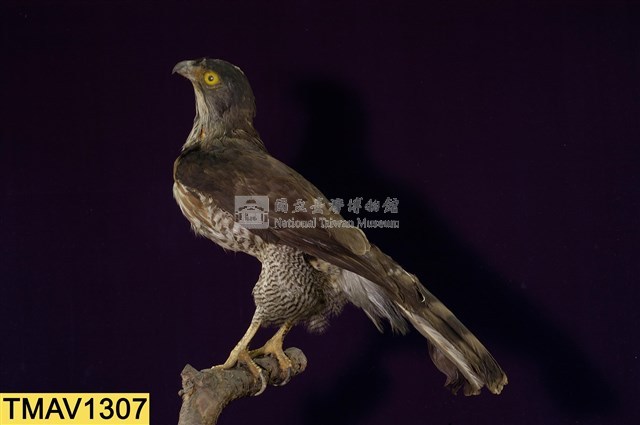 鳳頭蒼鷹藏品圖，第9張