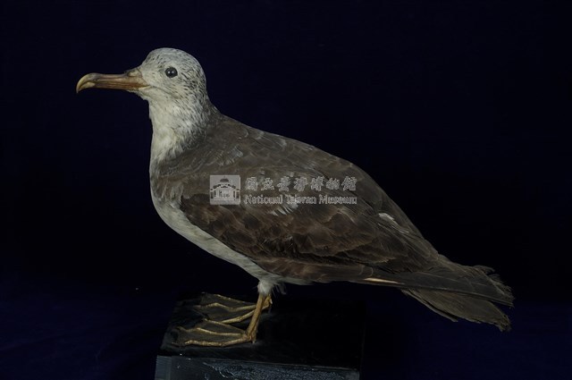 Streaked Shearwater Collection Image, Figure 1, Total 13 Figures