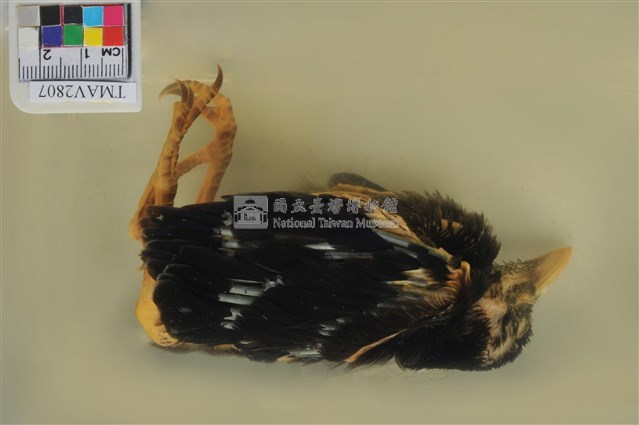 臺灣藍鵲藏品圖，第5張
