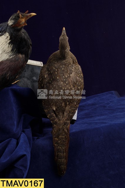 藍腹鷴藏品圖，第9張