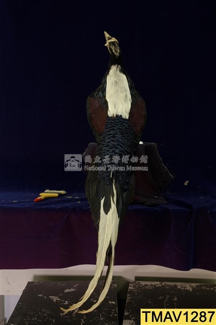 藍腹鷴藏品圖，第8張