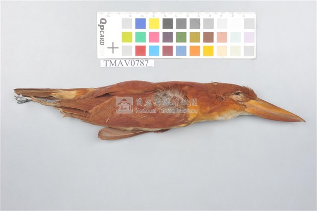 RuddyKingfisher Collection Image, Figure 1, Total 9 Figures