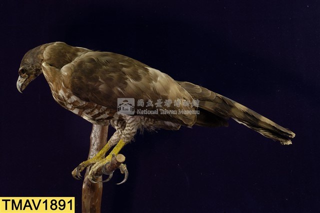鳳頭蒼鷹藏品圖，第9張