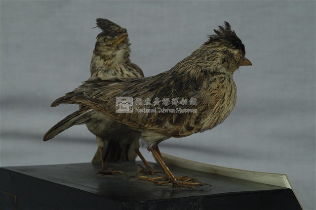 Oriental Skylark Collection Image, Figure 8, Total 11 Figures