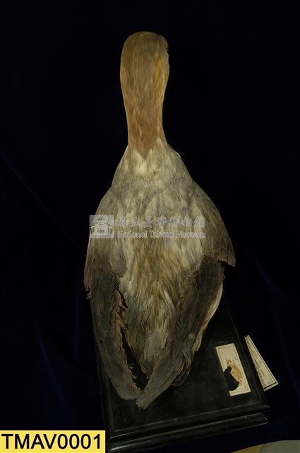 Short-tailed Albatross Collection Image, Figure 8, Total 9 Figures