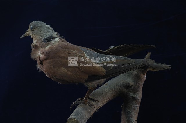 Red Turtle Dove Collection Image, Figure 9, Total 11 Figures