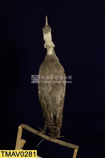 白頭鶴藏品圖，第8張