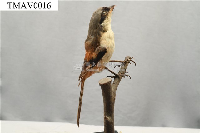 Rufous-backed Shrike Collection Image, Figure 4, Total 14 Figures