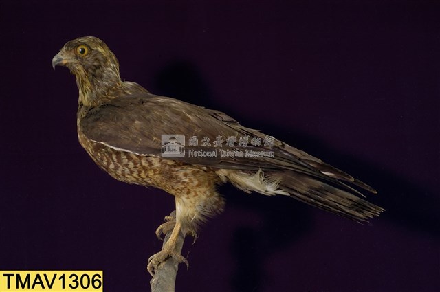 鳳頭蒼鷹藏品圖，第9張