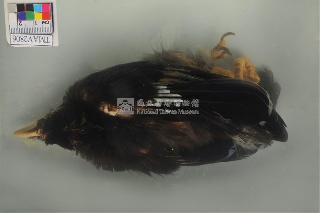 臺灣藍鵲藏品圖，第4張