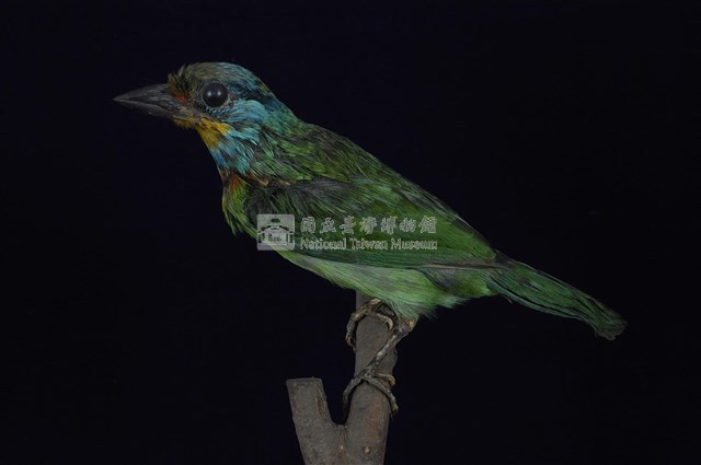 五色鳥藏品圖，第1張