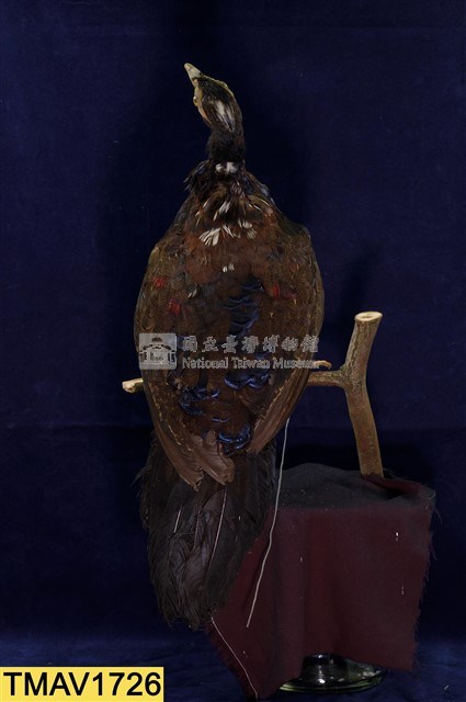 藍腹鷴藏品圖，第8張