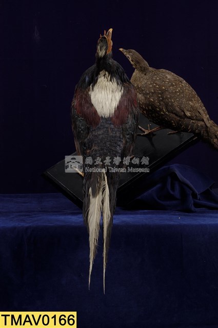 藍腹鷴藏品圖，第9張
