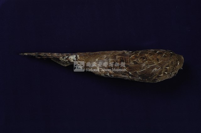 Mikado Pheasant Collection Image, Figure 9, Total 11 Figures