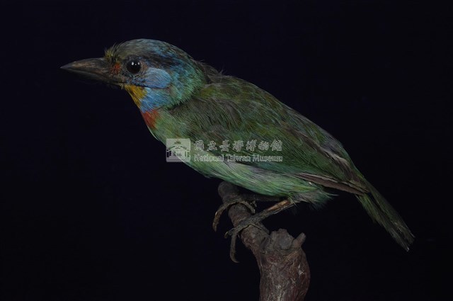 五色鳥藏品圖，第1張