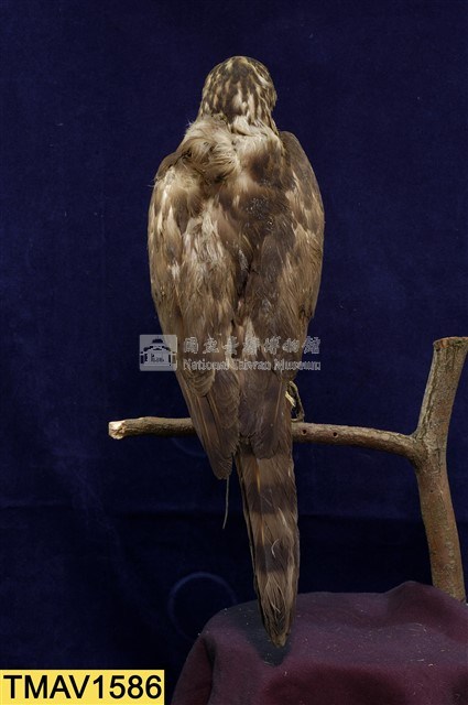 鳳頭蒼鷹藏品圖，第8張