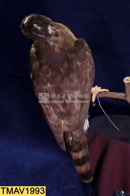 鳳頭蒼鷹藏品圖，第8張