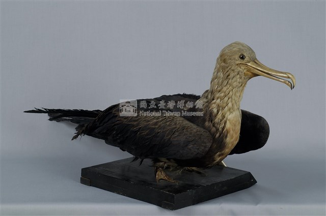 Lesser Frigate Collection Image, Figure 10, Total 13 Figures