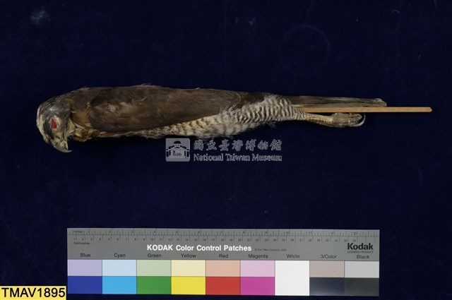 鳳頭蒼鷹藏品圖，第8張