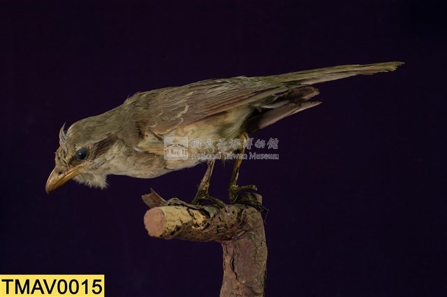 Brown Shrike Collection Image, Figure 9, Total 11 Figures