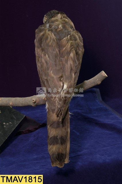 鳳頭蒼鷹藏品圖，第9張
