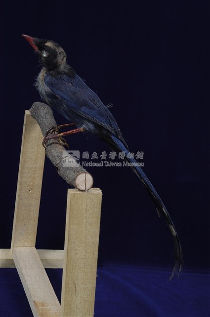 臺灣藍鵲藏品圖，第12張