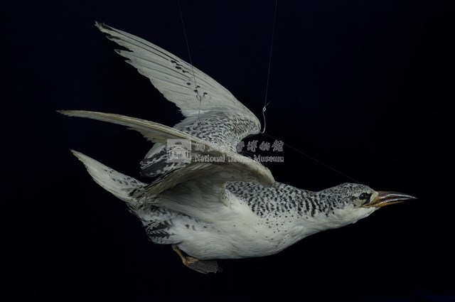 紅尾熱帶鳥藏品圖，第1張
