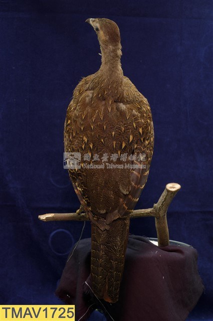 藍腹鷴藏品圖，第8張