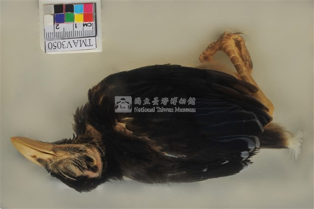 臺灣藍鵲藏品圖，第5張