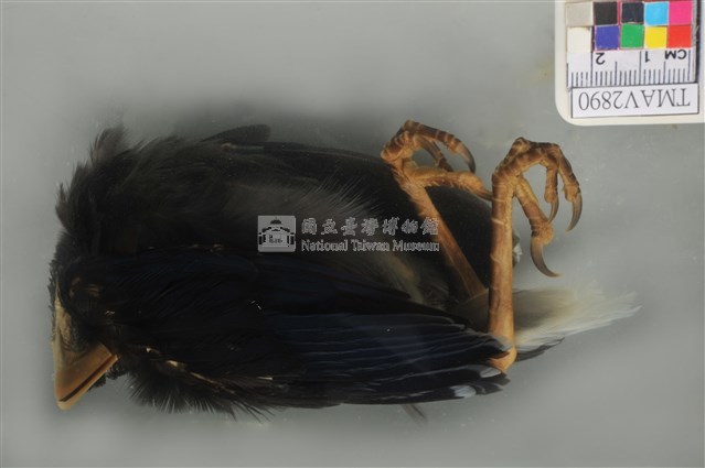 臺灣藍鵲藏品圖，第4張