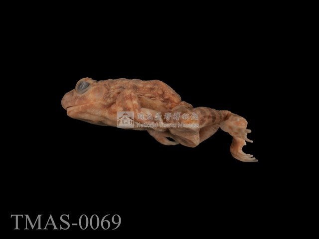 Japanese wrinkled frog Collection Image, Figure 10, Total 13 Figures
