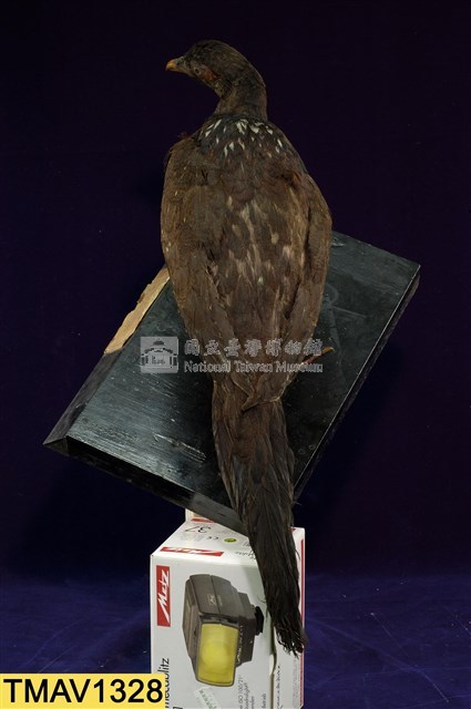 藍腹鷴藏品圖，第8張