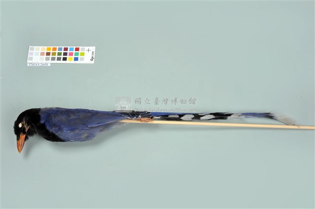 臺灣藍鵲藏品圖，第1張