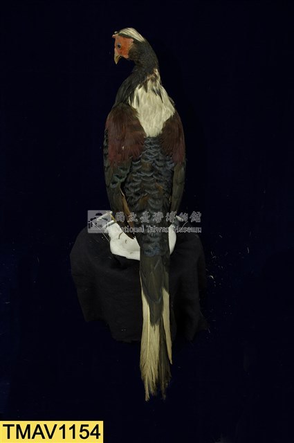 藍腹鷴藏品圖，第8張
