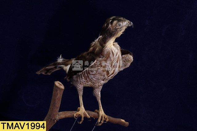 鳳頭蒼鷹藏品圖，第10張