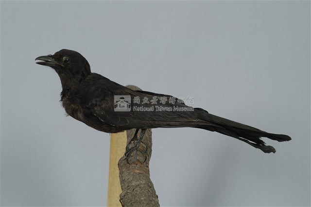 Black Drongo Collection Image, Figure 1, Total 13 Figures
