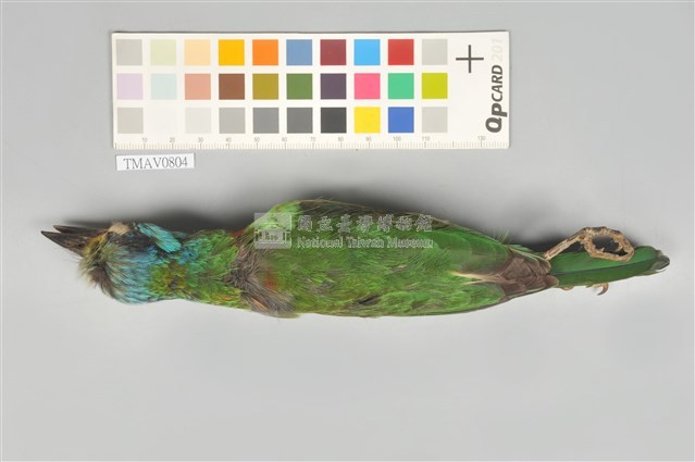 五色鳥藏品圖，第15張