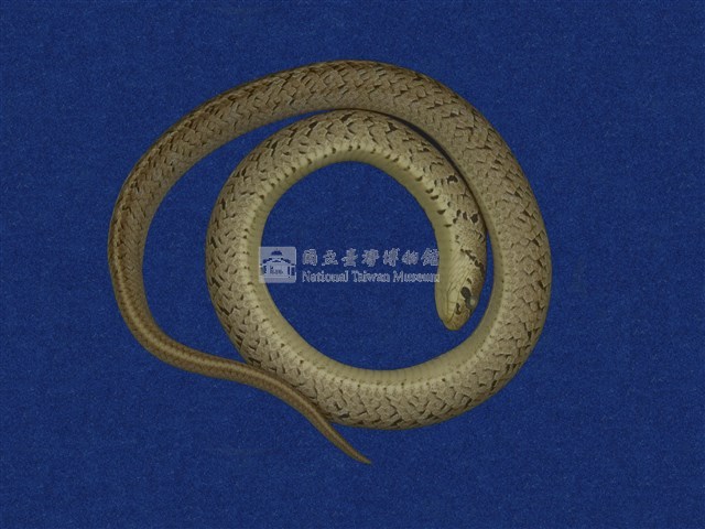 Taiwan Leopard Snake Collection Image, Figure 7, Total 10 Figures