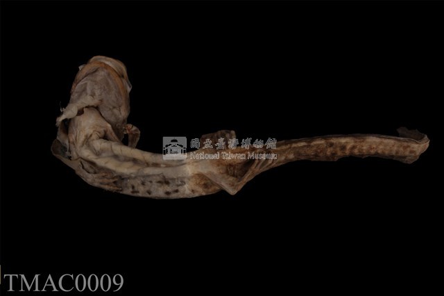 斑泥螈藏品圖，第9張